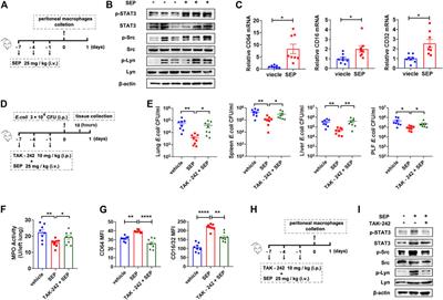 Strongylocentrotus nudus Eggs Polysaccharide Enhances Macrophage Phagocytosis Against E.coli Infection by TLR4/STAT3 Axis